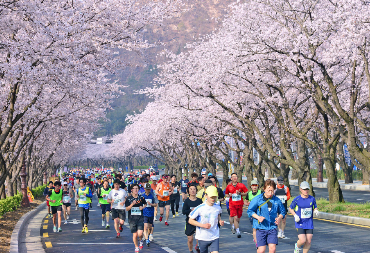 Gambar Rekomendasi Lokasi Terbaik di Korea Selatan untuk Melihat Keindahan Bunga Sakura 1 - KTIZEN.COM