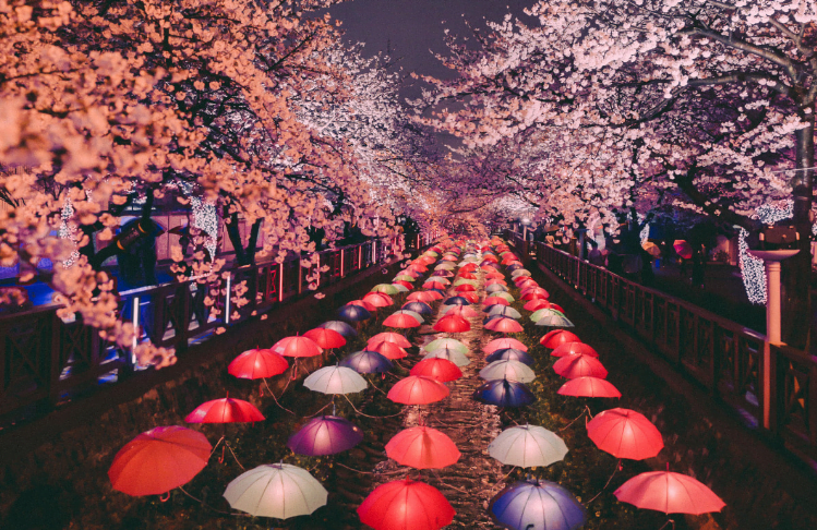 Gambar Rekomendasi Lokasi Terbaik di Korea Selatan untuk Melihat Keindahan Bunga Sakura 3 - KTIZEN.COM