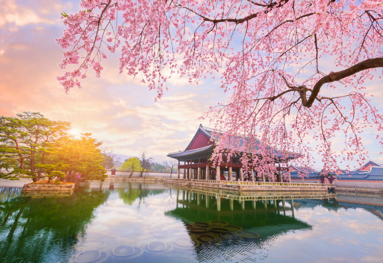Gambar Rekomendasi Lokasi Terbaik di Korea Selatan untuk Melihat Keindahan Bunga Sakura 5 - KTIZEN.COM