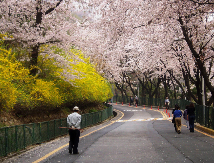 Gambar Rekomendasi Lokasi Terbaik di Korea Selatan untuk Melihat Keindahan Bunga Sakura 7 - KTIZEN.COM