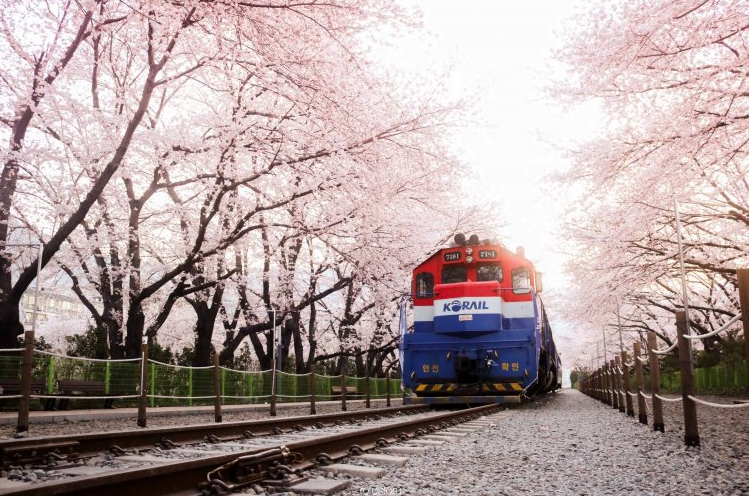 Gambar Rekomendasi Lokasi Terbaik di Korea Selatan untuk Melihat Keindahan Bunga Sakura 9 - KTIZEN.COM