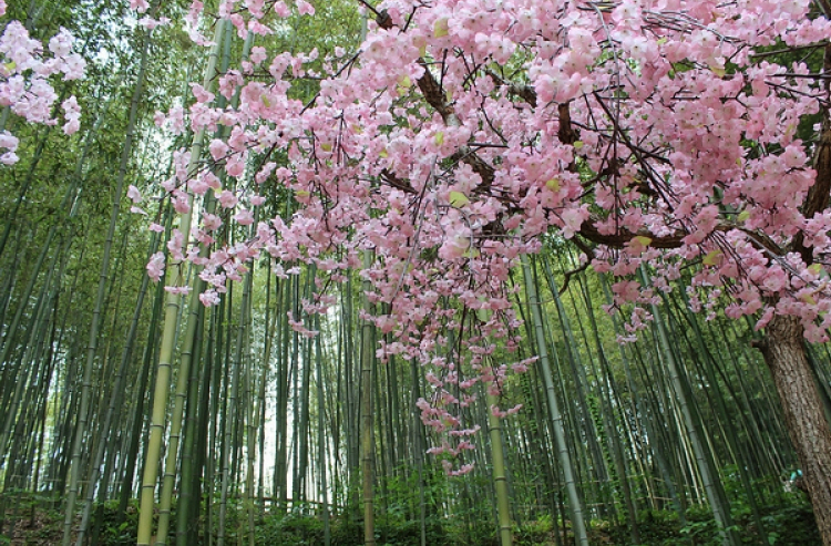 Gambar Rekomendasi Lokasi Terbaik di Korea Selatan untuk Melihat Keindahan Bunga Sakura 11 - KTIZEN.COM