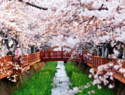 Rekomendasi Lokasi Terbaik di Korea Selatan untuk Melihat Keindahan Bunga Sakura
