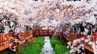 Gambar Rekomendasi Lokasi Terbaik di Korea Selatan untuk Melihat Keindahan Bunga Sakura - KTIZEN.COM